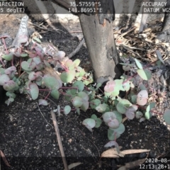 Eucalyptus perriniana (Spinning Gum) at Tennent, ACT - 16 Aug 2020 by BrianH