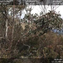 Eucalyptus perriniana (Spinning Gum) at Tennent, ACT - 16 Aug 2020 by BrianH