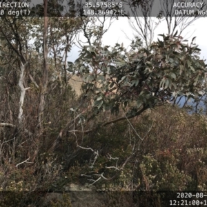 Eucalyptus perriniana at Tennent, ACT - 16 Aug 2020