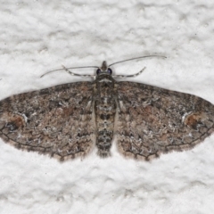 Chloroclystis filata (Filata Moth, Australian Pug Moth) at Ainslie, ACT - 17 Aug 2020 by jbromilow50