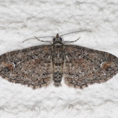 Chloroclystis filata (Filata Moth, Australian Pug Moth) at Ainslie, ACT - 17 Aug 2020 by jb2602