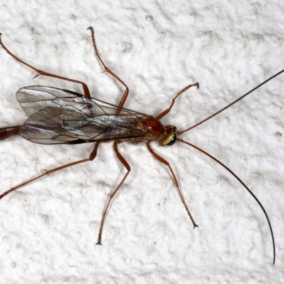 Enicospilus CNM sp1 (An Ophioninae Wasp) at Ainslie, ACT - 17 Aug 2020 by jbromilow50