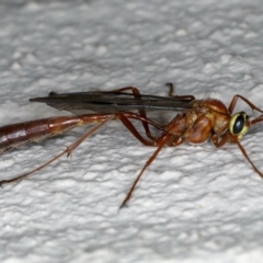 Enicospilus CNM sp1 at Ainslie, ACT - 17 Aug 2020 07:30 PM