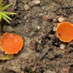 Octospora 'humosa group' at Holt, ACT - 17 Aug 2020