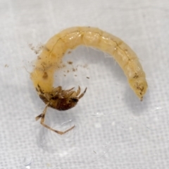 Trichoptera (order) (Unidentified Caddisfly) at Molonglo Valley, ACT - 17 Aug 2020 by AlisonMilton