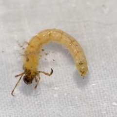 Trichoptera (order) at Molonglo River Reserve - 17 Aug 2020