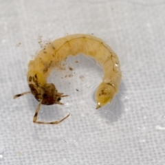 Trichoptera (order) at Molonglo River Reserve - 17 Aug 2020 11:58 AM
