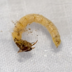 Trichoptera (order) at Molonglo River Reserve - 17 Aug 2020 11:58 AM