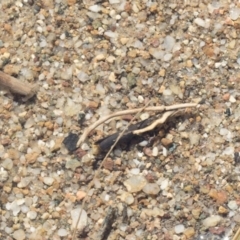 Trichoptera (order) at Molonglo River Reserve - 17 Aug 2020 11:58 AM