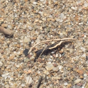 Trichoptera (order) at Molonglo River Reserve - 17 Aug 2020 11:58 AM