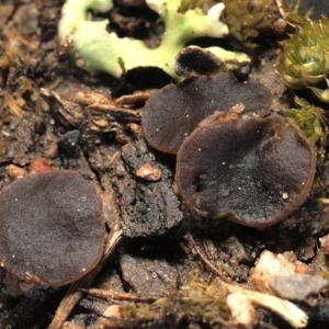 Phaeohelotium succineoguttulatum at Holt, ACT - 16 Aug 2020