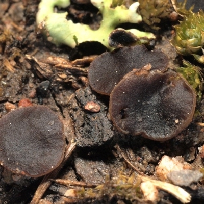 Phaeohelotium succineoguttulatum at Holt, ACT - 15 Aug 2020 by Heino1