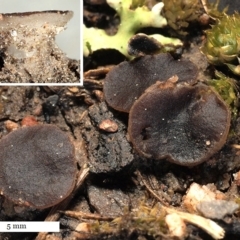 Phaeohelotium succineoguttulatum at Holt, ACT - 16 Aug 2020 03:13 AM