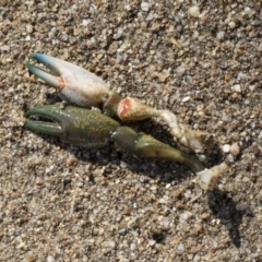 Cherax destructor (Common Yabby) at Molonglo River Reserve - 17 Aug 2020 by AlisonMilton