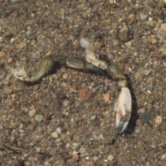 Cherax destructor at Molonglo River Reserve - 17 Aug 2020 12:01 PM