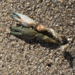 Cherax destructor at Molonglo River Reserve - 17 Aug 2020