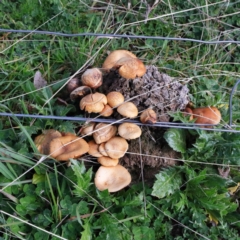 Unverified Cap on a stem; gills below cap [mushrooms or mushroom-like] at Forde, ACT - 18 Aug 2020 by ConBoekel