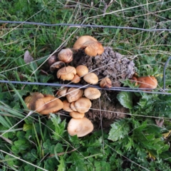 Unidentified Cap on a stem; gills below cap [mushrooms or mushroom-like] at Forde, ACT - 18 Aug 2020 by ConBoekel