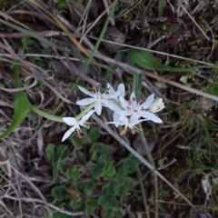 Wurmbea dioica subsp. dioica (Early Nancy) at Forde, ACT - 18 Aug 2020 by ConBoekel