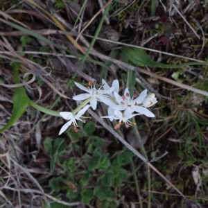 Wurmbea dioica subsp. dioica at Forde, ACT - 18 Aug 2020