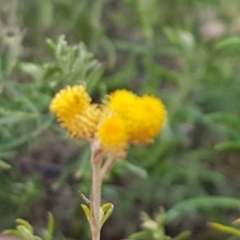 Chrysocephalum semipapposum (Clustered Everlasting) at Watson, ACT - 18 Aug 2020 by trevorpreston