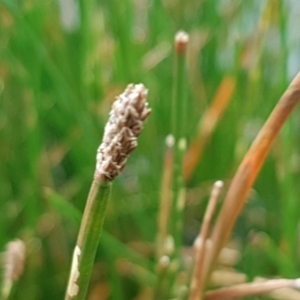 Eleocharis sp. at Watson, ACT - 18 Aug 2020