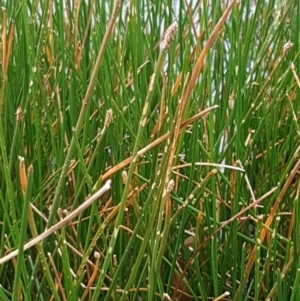 Eleocharis sp. at Watson, ACT - 18 Aug 2020