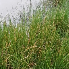 Eleocharis sp. at Watson, ACT - 18 Aug 2020