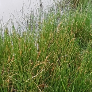 Eleocharis sp. at Watson, ACT - 18 Aug 2020