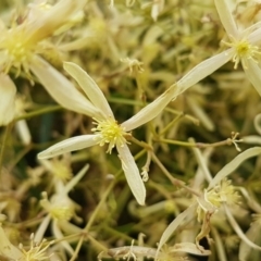 Clematis leptophylla (Small-leaf Clematis, Old Man's Beard) at Watson, ACT - 18 Aug 2020 by trevorpreston