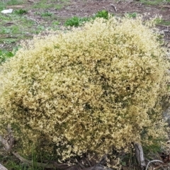 Clematis leptophylla at Watson, ACT - 18 Aug 2020 12:58 PM