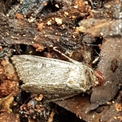 Dasygaster padockina (Tasmanian Cutworm) at Watson, ACT - 18 Aug 2020 by tpreston