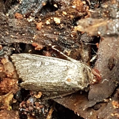 Dasygaster padockina (Tasmanian Cutworm) at Watson, ACT - 18 Aug 2020 by tpreston