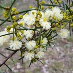 Acacia genistifolia (Early Wattle) at Watson Woodlands - 18 Aug 2020 by trevorpreston