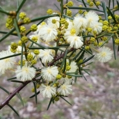 Acacia genistifolia (Early Wattle) at Watson, ACT - 18 Aug 2020 by trevorpreston