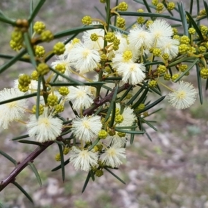 Acacia genistifolia at Watson, ACT - 18 Aug 2020