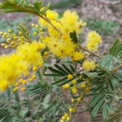 Acacia sp. (A Wattle) at Watson, ACT - 18 Aug 2020 by trevorpreston