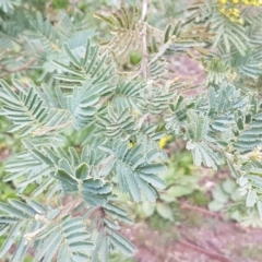 Acacia sp. at Watson, ACT - 18 Aug 2020