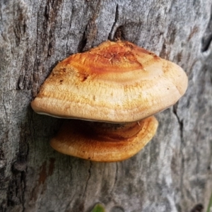 Truncospora ochroleuca at Watson, ACT - 18 Aug 2020