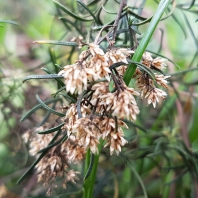 Cassinia quinquefaria (Rosemary Cassinia) at Watson, ACT - 18 Aug 2020 by tpreston