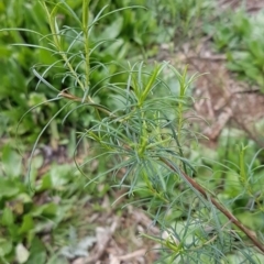 Cassinia quinquefaria at Watson, ACT - 18 Aug 2020