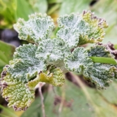 Marrubium vulgare (Horehound) at Watson Woodlands - 18 Aug 2020 by trevorpreston