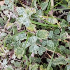 Marrubium vulgare at Watson, ACT - 18 Aug 2020