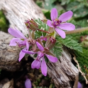 Erodium cicutarium at Watson, ACT - 18 Aug 2020