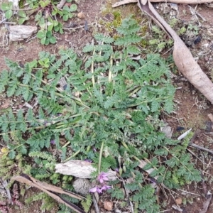 Erodium cicutarium at Watson, ACT - 18 Aug 2020