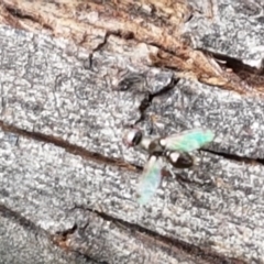 Parapalaeosepsis plebeia (Ant fly) at Watson Woodlands - 18 Aug 2020 by tpreston