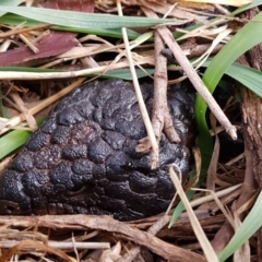 Tiliqua rugosa (Shingleback Lizard) at Watson Woodlands - 18 Aug 2020 by trevorpreston