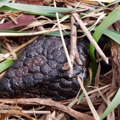 Tiliqua rugosa (Shingleback Lizard) at Watson, ACT - 18 Aug 2020 by trevorpreston