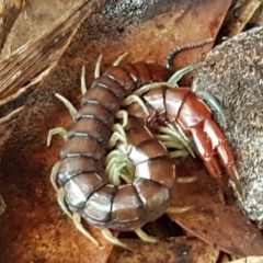 Cormocephalus sp.(genus) (Scolopendrid Centipede) at Watson, ACT - 18 Aug 2020 by trevorpreston