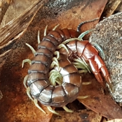 Cormocephalus sp.(genus) (Scolopendrid Centipede) at Watson Woodlands - 18 Aug 2020 by trevorpreston